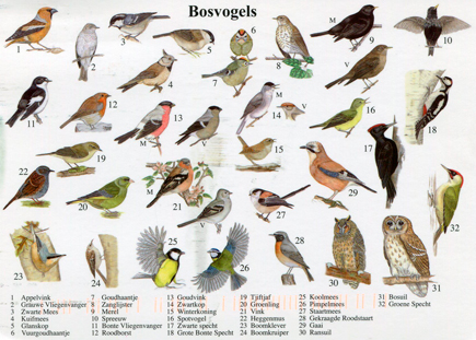 bosvogels435