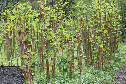 Fallopia_japonica-435P