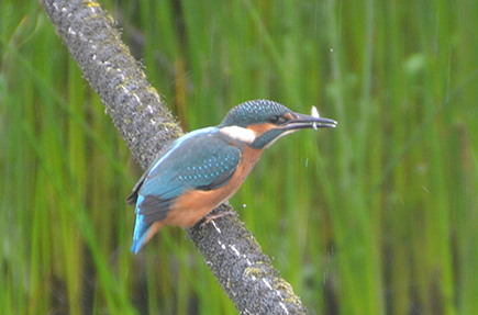 ijsvogel-sophie-a435