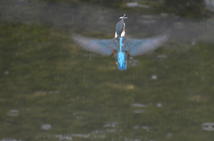 ijsvogel-sophie-c435