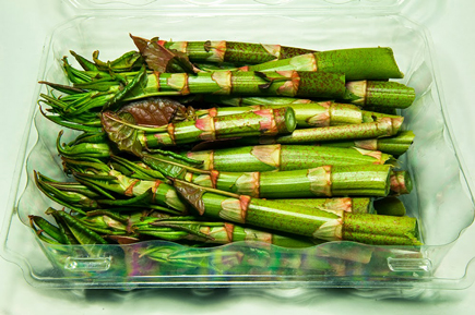 japanese-knotweed-435P